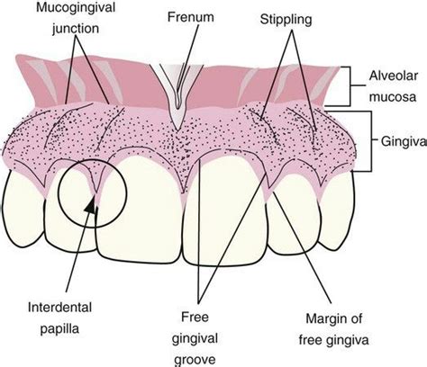 Gingiva Anatomy | Dental hygienist school, Dental hygiene student ...