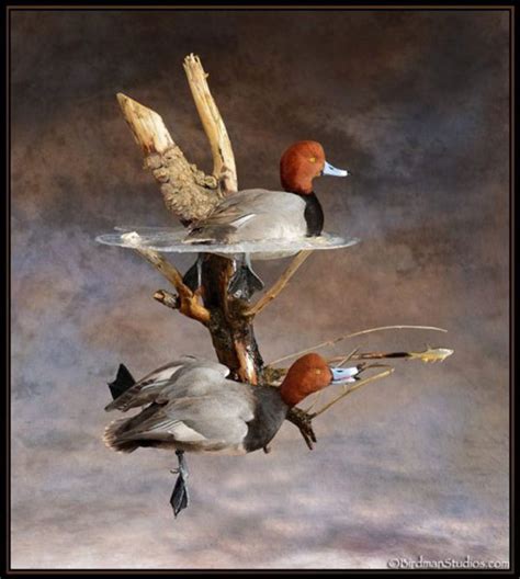 Birdman Studios Taxidermy - Waterfowlers Challenge