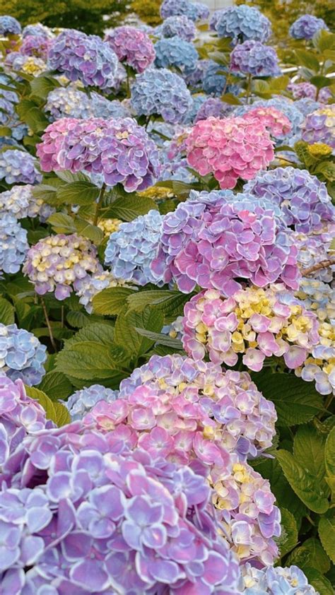 Ajisai aka hydrangeas in Japan 🇯🇵 | Hoa tú cầu, Thực vật, Cẩm tú cầu ...