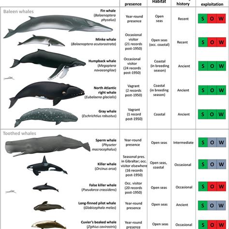 Whale species of the Mediterranean Sea, including those present today ...