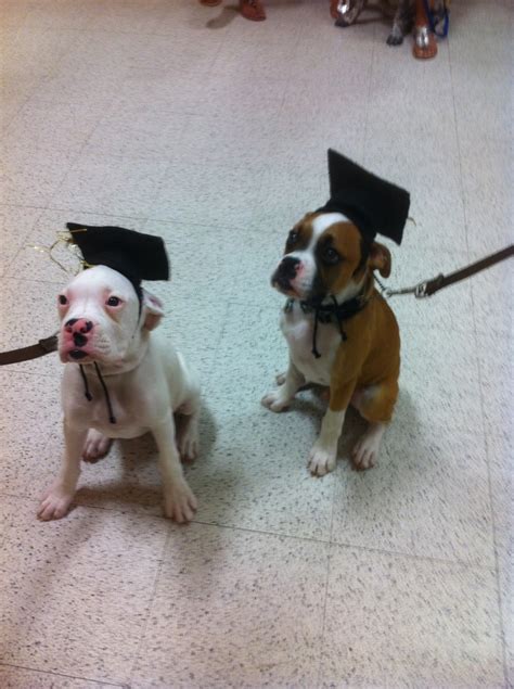 88 best Dogs-Graduation Day... images on Pinterest | Beagle puppy, Dogs ...