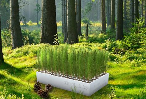 Seedling Trays for Silviculture and Horticulture - Pacific Northwest