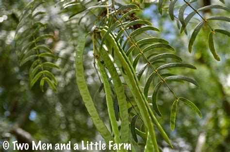 Two Men and a Little Farm: MESQUITE BEAN PODS ARE RIPENING