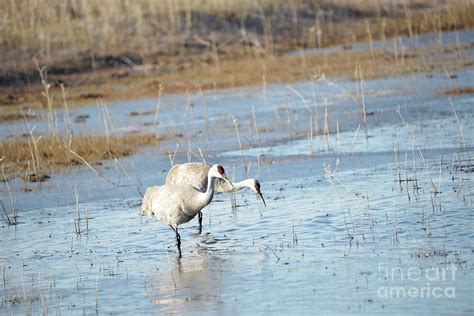 Sandhill Cranes Hunting Photograph by Denise Bruchman - Fine Art America