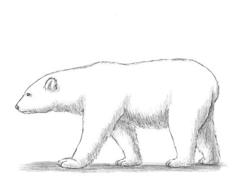 How to Draw a Polar Bear | Polar bear drawing, Bear drawing, Polar bear art