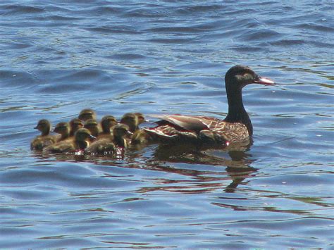 American Black Duck - Anas rubripes | Wildlife Journal Junior