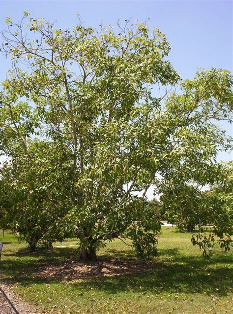 White Sapote Tree