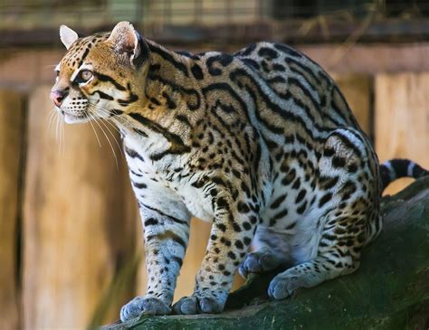 Ocelot - Wikipedia