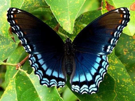 Black and Blue Butterfly (Limenitis arthemis) | Blue butterfly tattoo ...