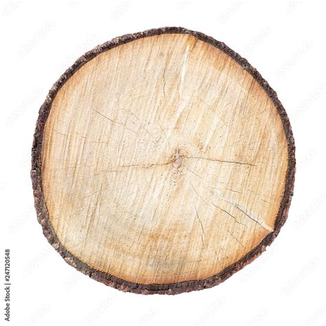 Log cut trunk isolated on white background. Stump with wood rings Cross ...