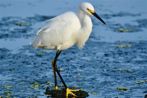 Snowy Egret