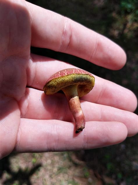 How can I tell if this is an edible bolete? : r/Mushrooms