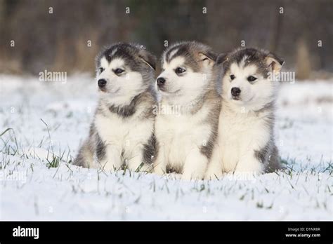 Alaskan Malamute Puppies How Much