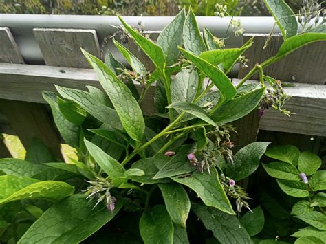 Comfrey | Dave's Seed