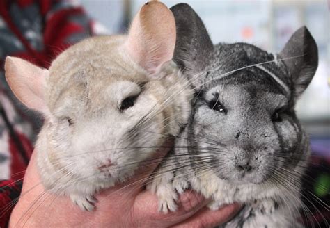 6+ Fascinating facts about Chinchilla as Pet!