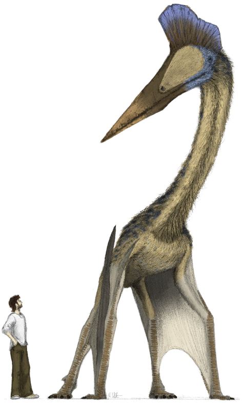 Hatzegopteryx Pictures & Facts - The Dinosaur Database