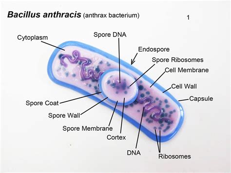 Bacillus anthracis Anthrax Bacteria Fused Glass Ornament