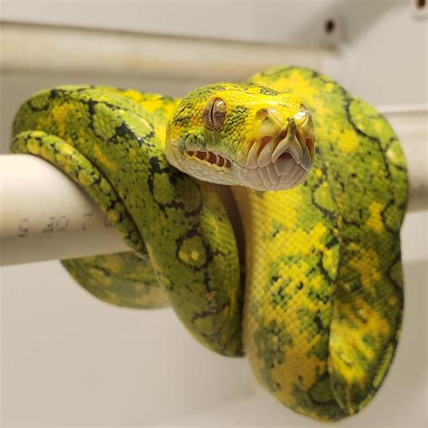 Green Tree Python Care Guide – The Critter Depot