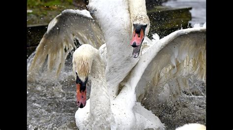 The most brutal Mute Swan fight ever! - YouTube