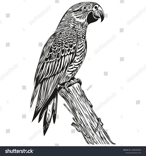 Realistic Parrot Vector Hand Drawn Animal Stock Vector (Royalty Free ...