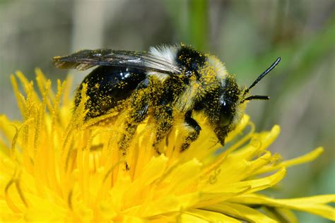 Species of UK: Week 54: Miner Bees (‘Andrena’)