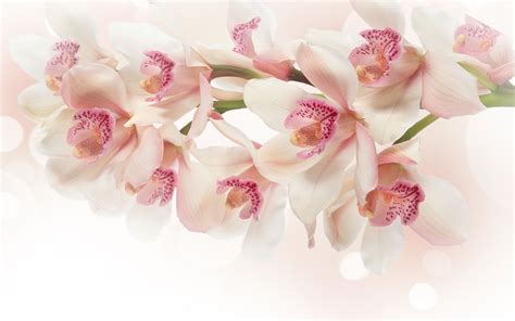 White And Pink Orchids Wallpaper - wallpaper. | Orkideler, Çiçek, Çiçekli