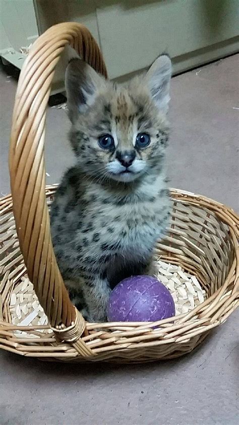 Meet Capron Park Zoo’s New Serval Kitten | Serval kitten, Serval cats ...