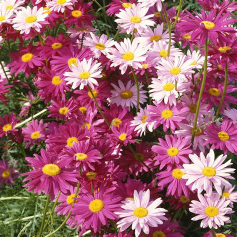 Insect Killer: Mixed Color Pyrethrum Seeds