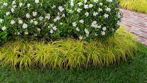 Video: Jubilation™ Gardenia | Southern Living Plants