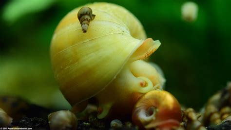 Malaysian Trumpet Snails: Care, Food, Size & Lifespan - Video