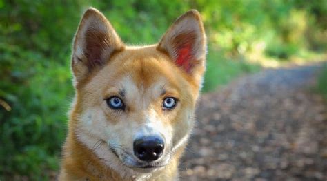 What Is A Husky Inu? Shiba Inu Husky Mix My First Shiba Inu | atelier ...