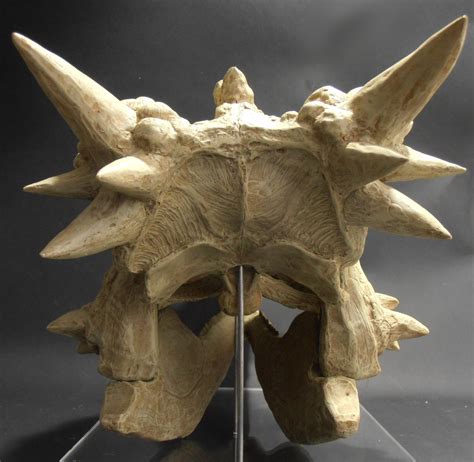 rear view of pachycephalosaurus skull | Paleontology, Animal skulls ...