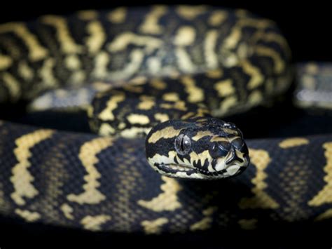 Jungle Carpet Python Care Tips - Reptiles Magazine