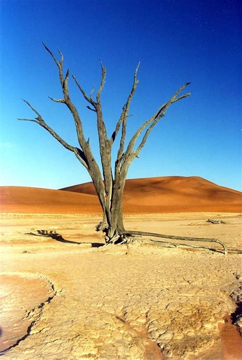 Namibia | Deserts, Desert plants, Wonder