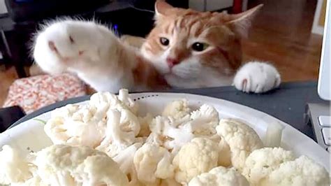 Sneaky CATS & DOGS stealing food! TOO FUNNY! - Cat Empire