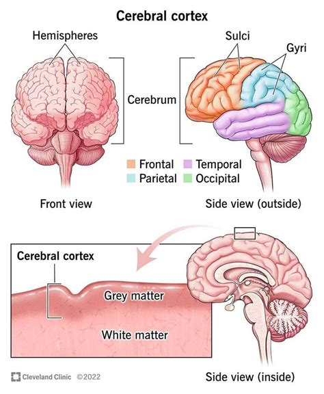 Cerebral Cortex: What It Is, Function & Location in 2023 | Cerebral ...