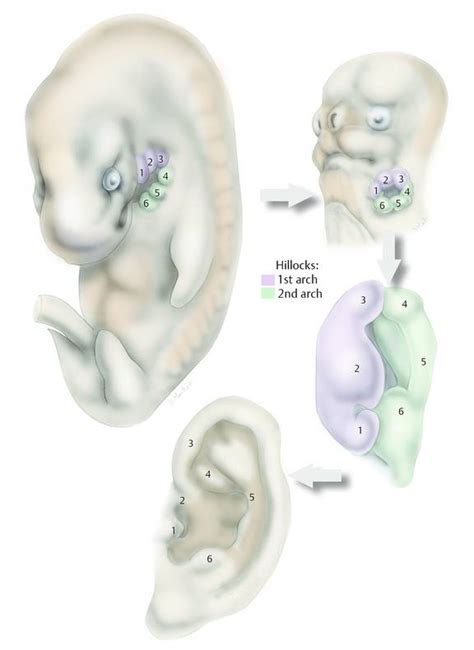 Embryology Of Ear