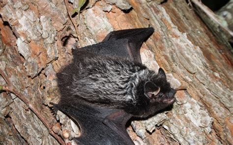 Silver-Haired Bats (Lasionycteris noctivagans) live in the forests of ...