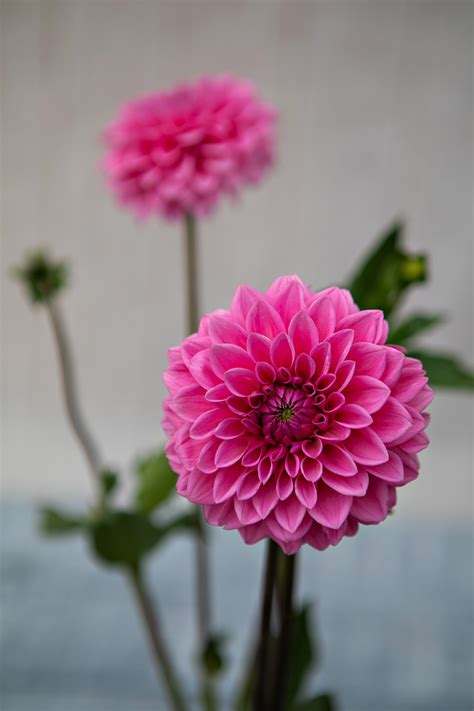 Don't Miss These New Dahlias for 2022 - Longfield Gardens