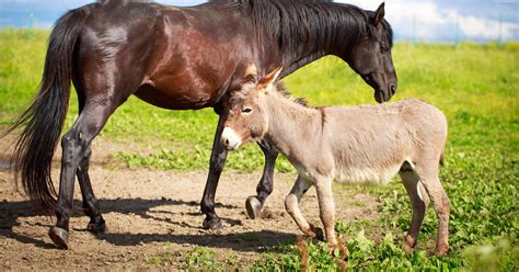 Is it Safe for Horses to Live with Donkeys?