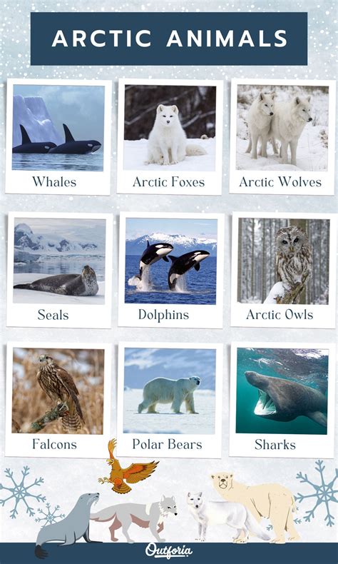 Arctic Animals List: Who Lives At The North Pole? en 2024 | Animales ...