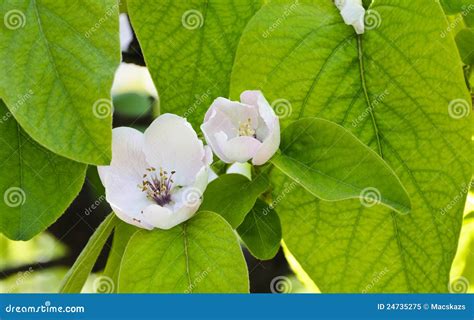 Figs Flower