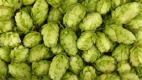 What are Hops and How do They Grow? - Canadian Food Focus