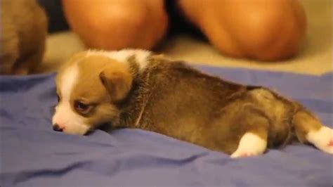 Corgi Puppies - YouTube