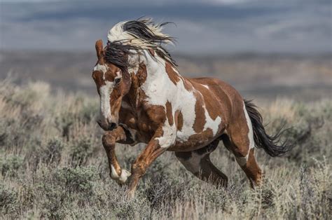 The life and legend of America's most famous wild horse