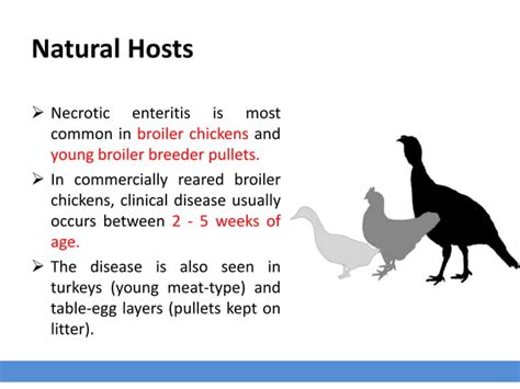 Clostridia Infection | PPT