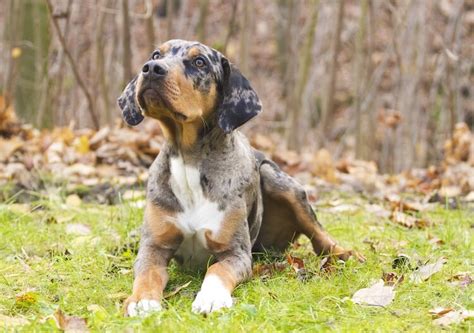 Catahoula Leopard Dog: Your Guide to Owning an Energetic Breed