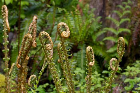 Fern Fronds Unfolding Photograph by John Trax