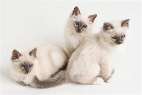 A Beginner's Guide to the Birman | Catipilla