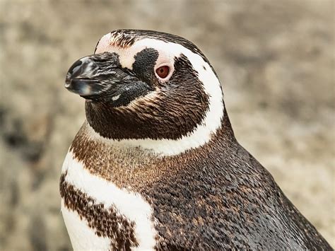 Magellanic Penguins | June Keyes Penguin Habitat | Aquarium of the Pacific